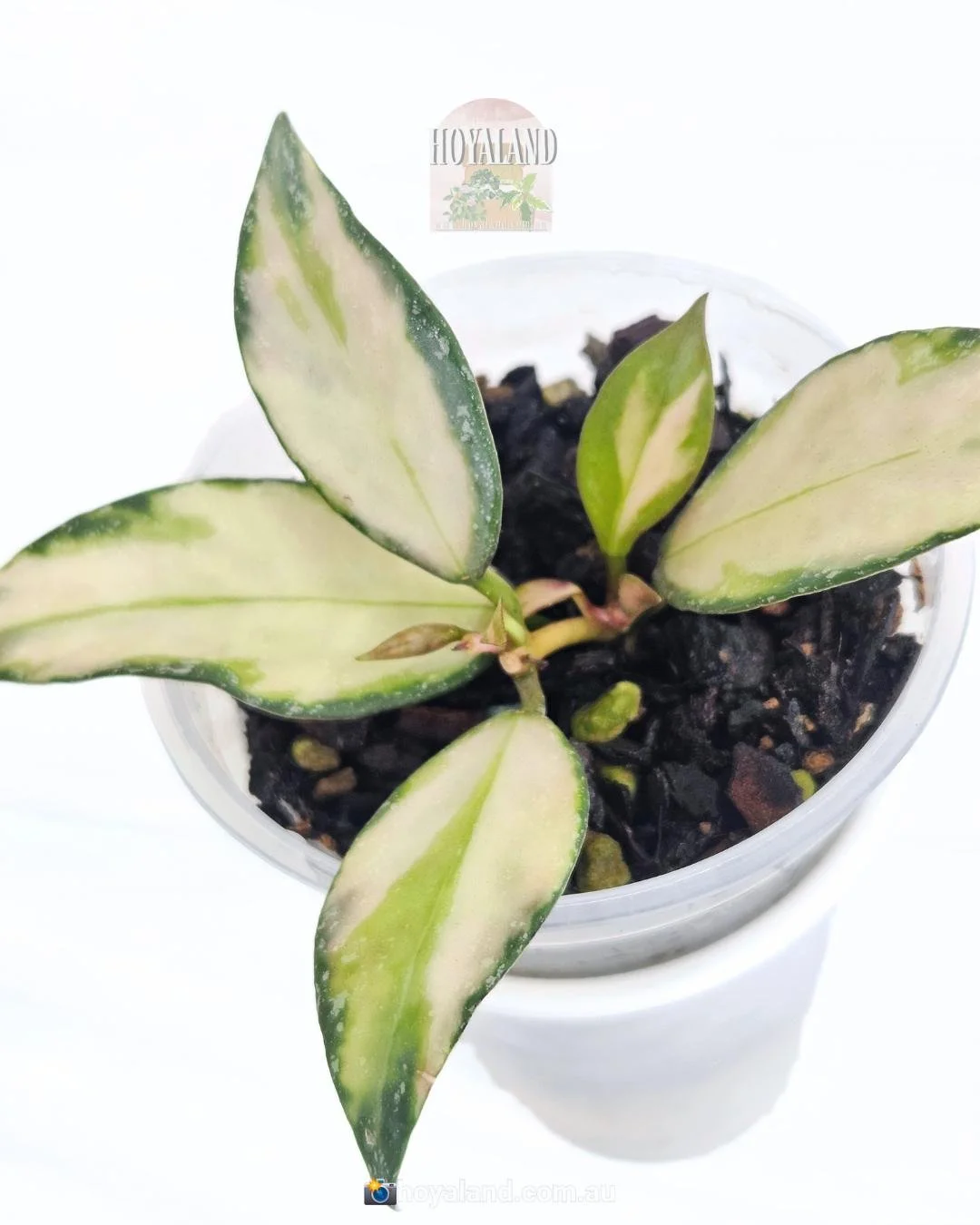 Hoya diversifolia 'Maharani Variegated' | Rare Yellow Centre Hoya